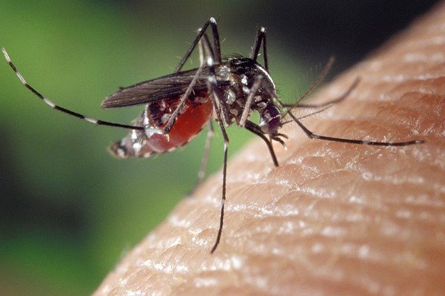 mosquito-1332382_640_426